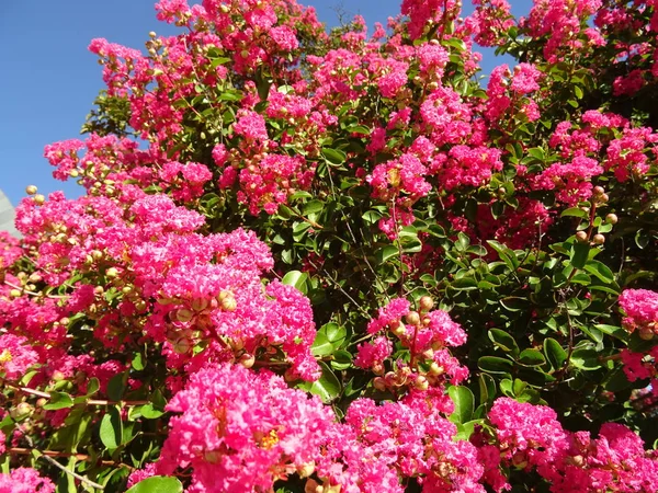 Bush Fleurs Roses Sur Fond Ciel Bleu — Photo