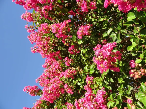 Bush Fleurs Roses Sur Fond Ciel Bleu — Photo