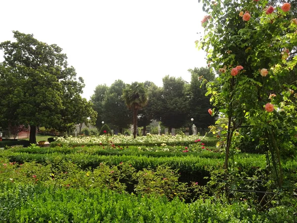 Зелений Сад Квітами — стокове фото