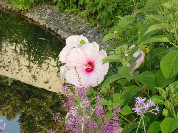 Tło Kwiat Różowy Ogród — Zdjęcie stockowe