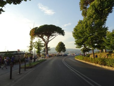 İtalyan taş çam ağacı