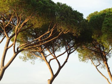 İtalyan Taş Çam Ağaçları