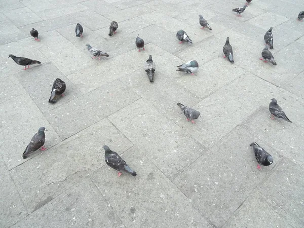 在广场上的鸽子特写 — 图库照片