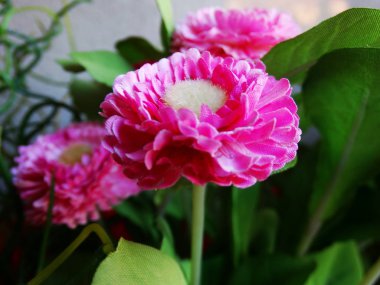 Dekoratif pembe çiçekler duvar arka plan