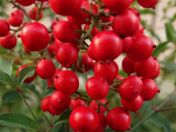 Kırmızı Meyve Topları Detay Görünümü — Stok fotoğraf