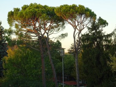 Parkta Şemsiye Çam Ağaçları