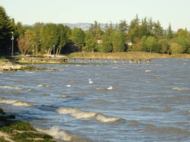 Garda Gölü 'nde Swans/Lago di Garda, Italya