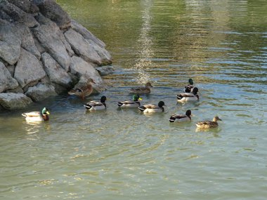 Su ve waterscapes yüzme ördekler