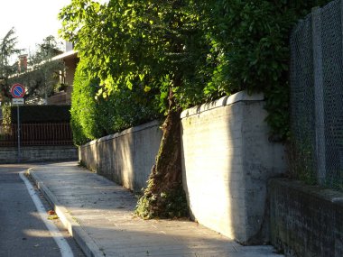 Duvar Breaking ağaç