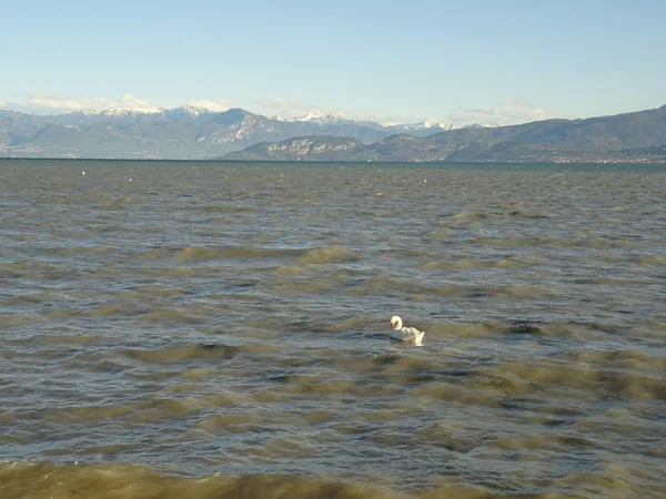 Swan Lake Garda Lago Garda Italy — Stock Photo, Image