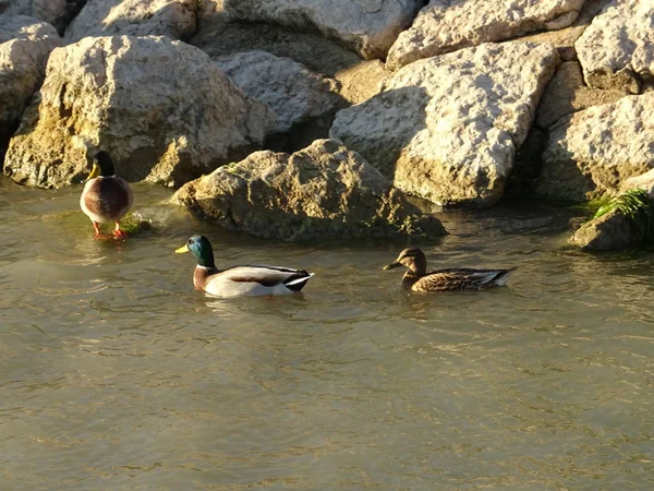 Patos Nadando Agua Los Paisajes Acuáticos — Foto de Stock