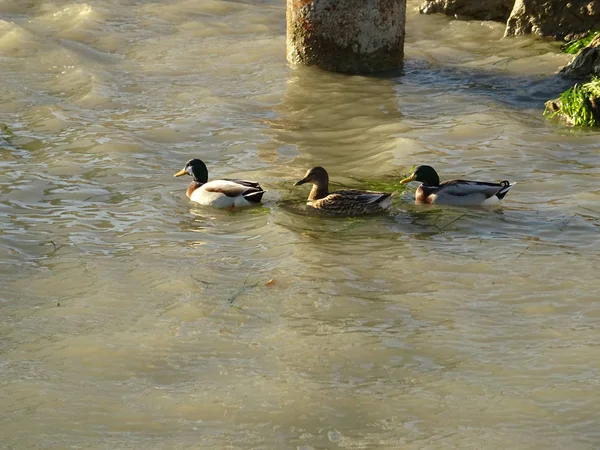 Patos Nadando Agua Los Paisajes Acuáticos — Foto de Stock