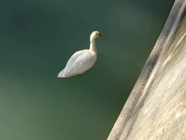 Swan Natation Dans Eau Paysages Aquatiques Vue Haut — Photo