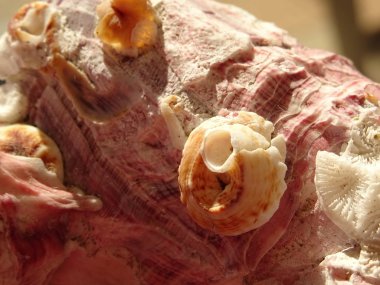 Bir deniz kabuğu görünümünü kapat