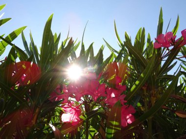 Pembe Nerium çiçeği arkasında güneş ışığı