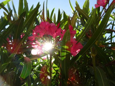 Pembe Nerium çiçeği arkasında güneş ışığı