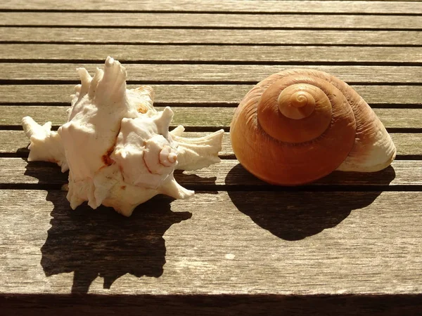 Seashells Uma Mesa Madeira — Fotografia de Stock