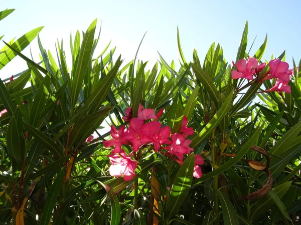 Luz Del Sol Detrás Pink Nerium Blossom — Foto de Stock