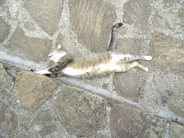 Gato Durmiendo Suelo — Foto de Stock