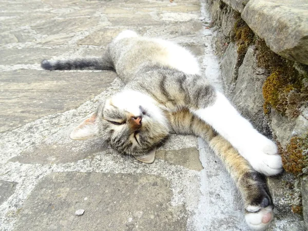 地面で寝てる猫 — ストック写真