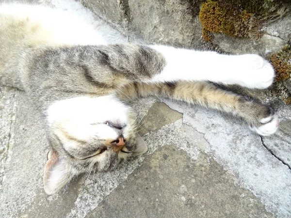 Katze Schläft Auf Dem Boden — Stockfoto