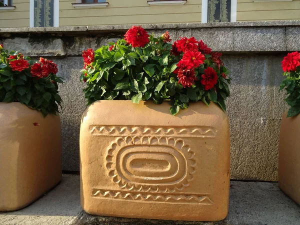 Calle Maceta Con Pelargonios Rojos — Foto de Stock