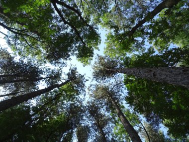 Orman Ağaçları Gündüz Aşağıdan Görüntüle 