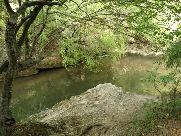 Маленькая Лесная Река Дневное Время — стоковое фото