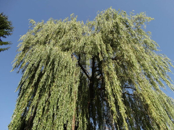 Big Willow Tree  at day time 