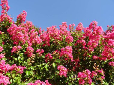Pembe çiçek Bush mavi gökyüzü arka planı