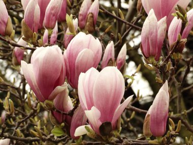 Pembe Beyaz Manolya çiçek duvar arka plan