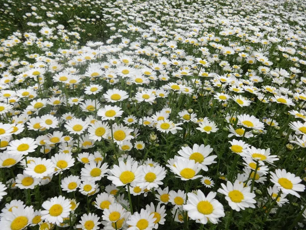 Kleine Weiße Gartenblumen — Stockfoto