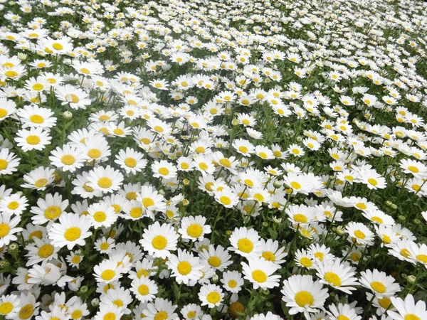 Pequeñas Flores Jardín Blanco —  Fotos de Stock