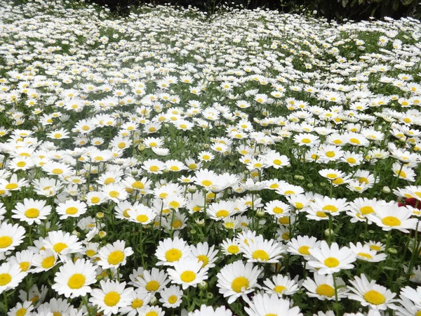 Fondo Pared Flores Jardín Blanco Pequeño —  Fotos de Stock