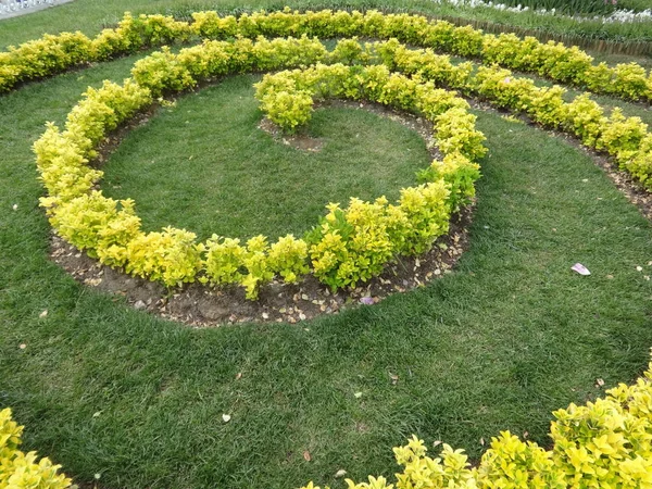 Espiral Flor Amarilla Decoración Del Jardín — Foto de Stock