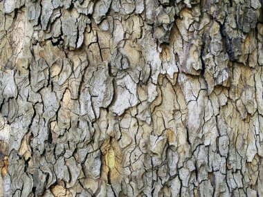 Ağaç kabuğu görünümünü kapat