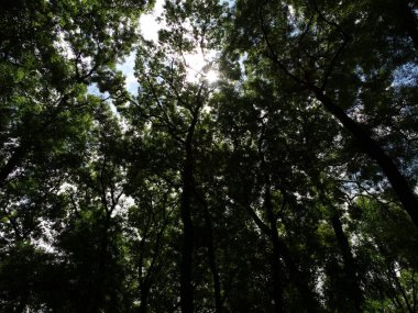 Aşağıdan bir orman manzaralı yeşil ağaçların