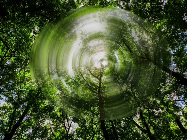Green Trees in a Forest View from Below with a Circle Effect