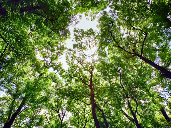 Árboles Verdes Bosque Vista Desde Abajo — Foto de Stock