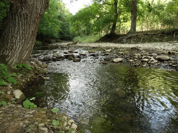 Río Bosque Pequeño Día Itme — Foto de Stock