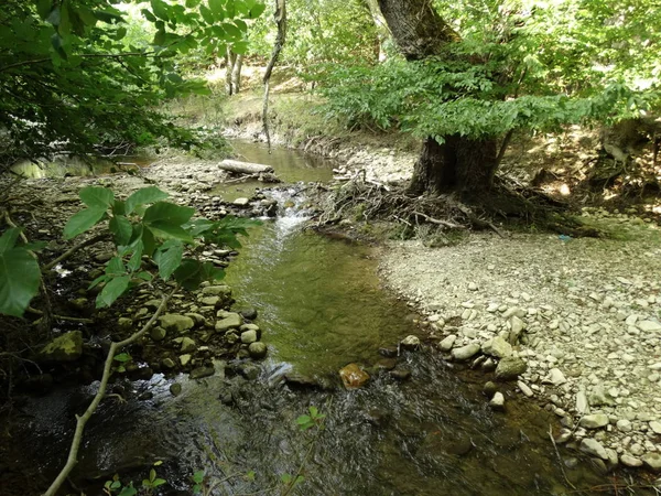 Gün Itme Küçük Orman Nehri — Stok fotoğraf