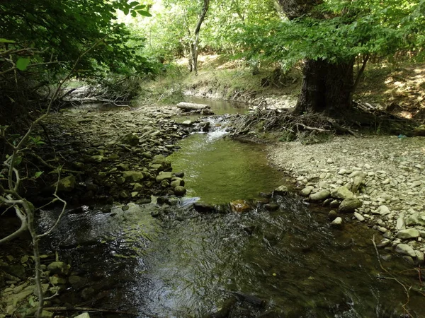 Piccolo Fiume Foresta Giorno Itme — Foto Stock