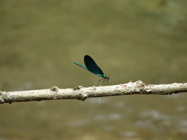 Vista Para Pássaro Odonata — Fotografia de Stock