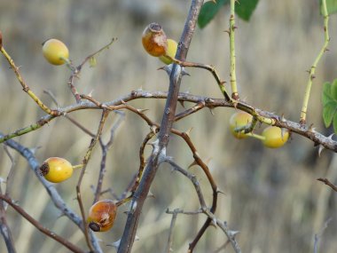 Sarı Yaban Briar görünümü