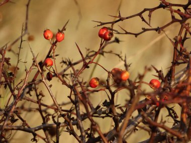 Wild Briar görünümü