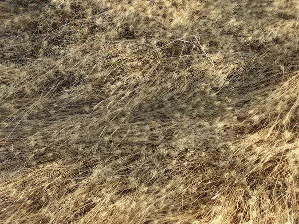 Field Dry Grass — Stock Photo, Image
