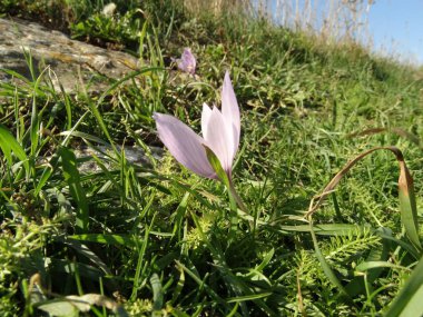 Safran çiçek büyüyen closeup görünümü