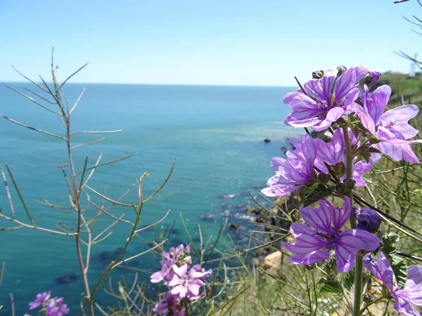 海背景に野生の紫色の花 — ストック写真
