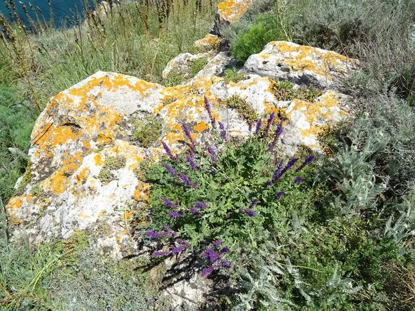 Dziki Fioletowy Kwiaty Rosnące Kamień — Zdjęcie stockowe