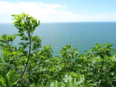 İncir ağacı ve mavi deniz